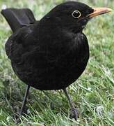 Common Blackbird