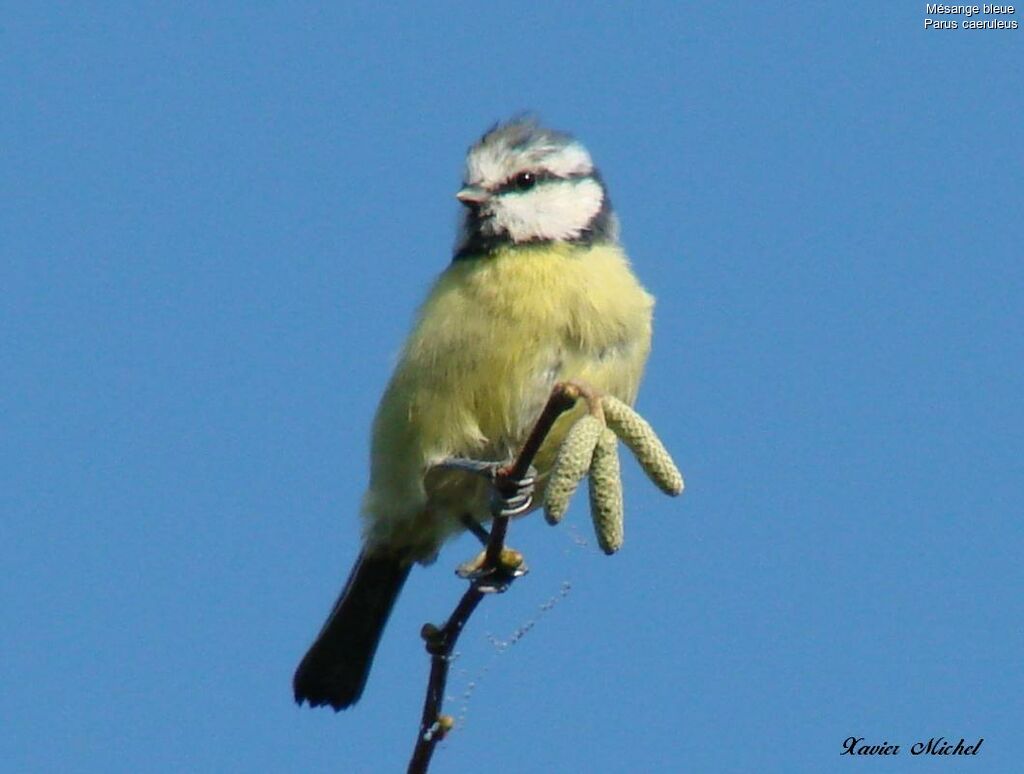 Mésange bleue