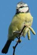 Eurasian Blue Tit