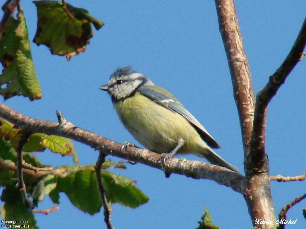 Mésange bleue