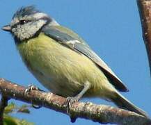 Mésange bleue