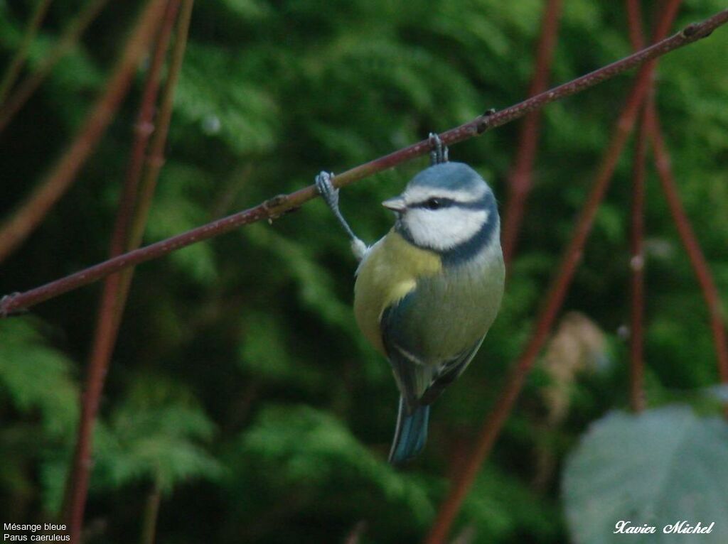 Mésange bleue