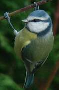 Mésange bleue