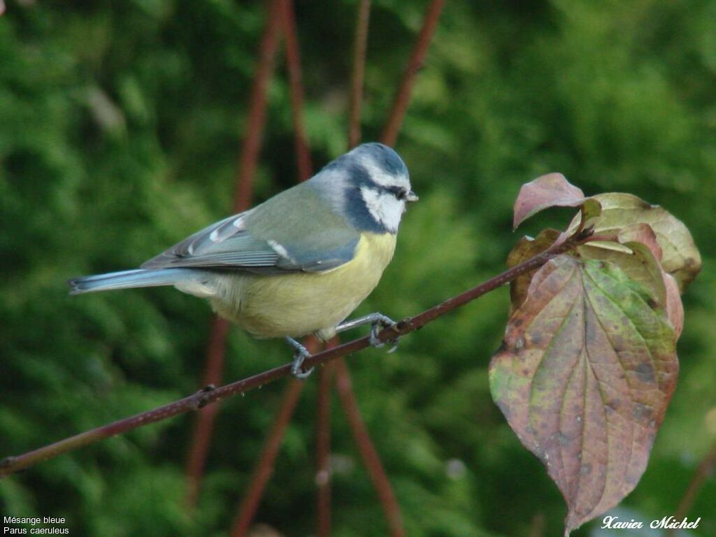 Eurasian Blue Tit