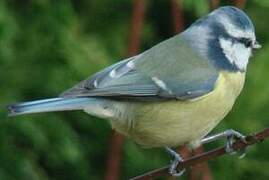 Eurasian Blue Tit