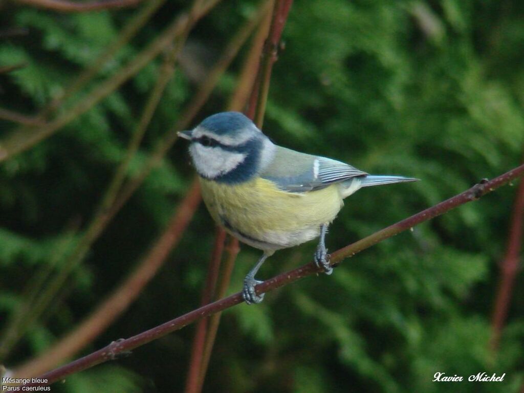 Mésange bleue