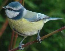 Mésange bleue