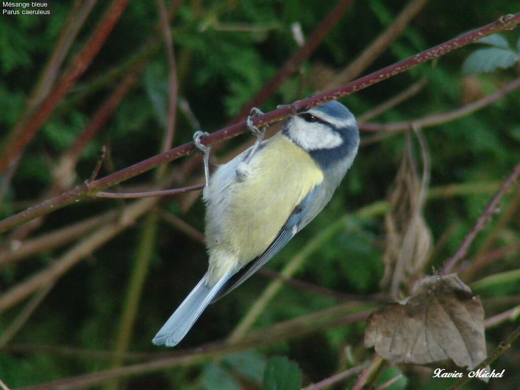 Eurasian Blue Tit