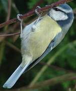 Mésange bleue