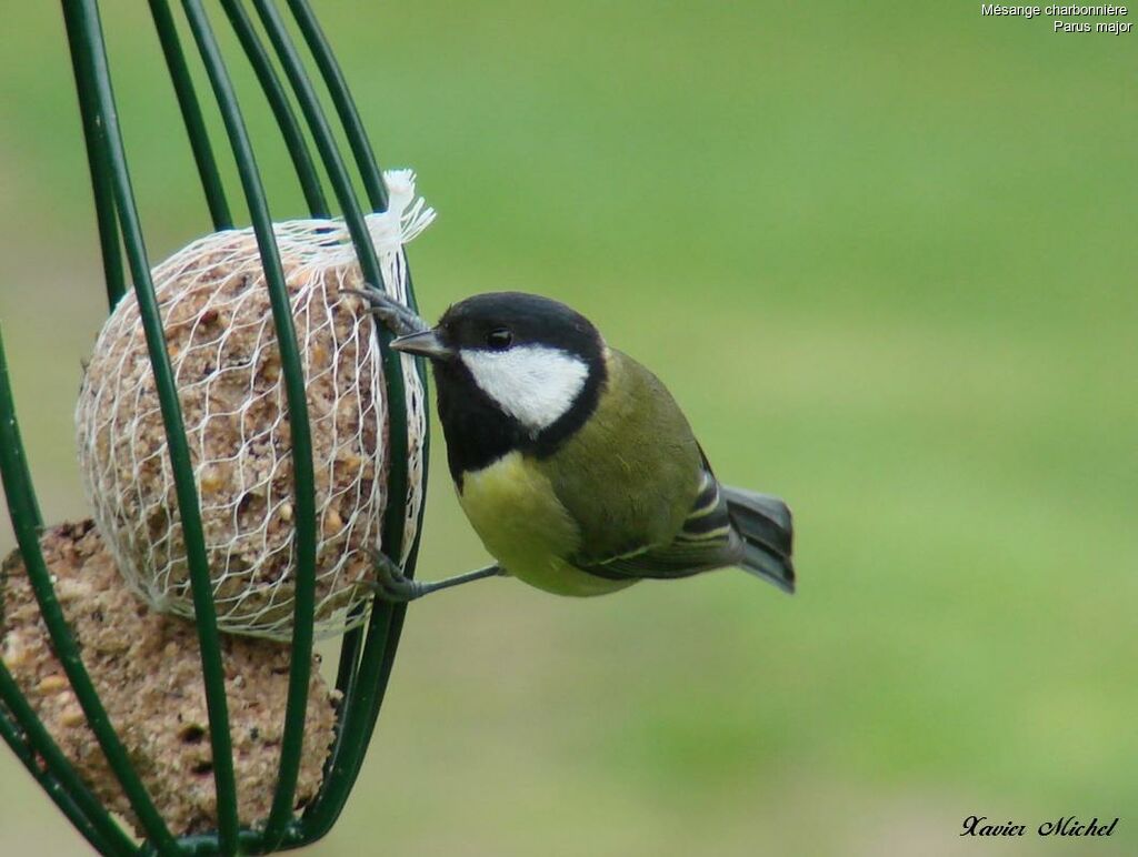 Mésange charbonnière