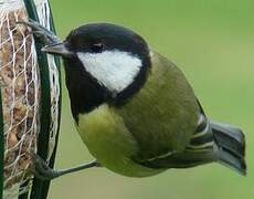 Great Tit