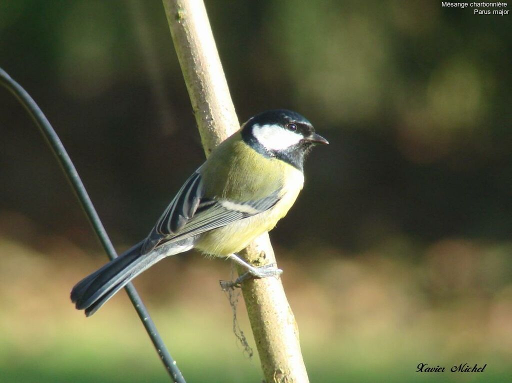 Mésange charbonnière