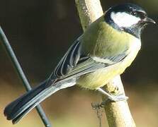 Mésange charbonnière