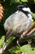 Coal Tit