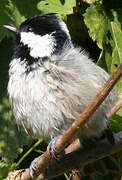 Coal Tit