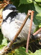 Coal Tit