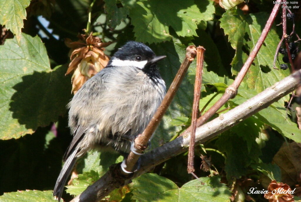 Coal Tit