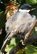 Coal Tit