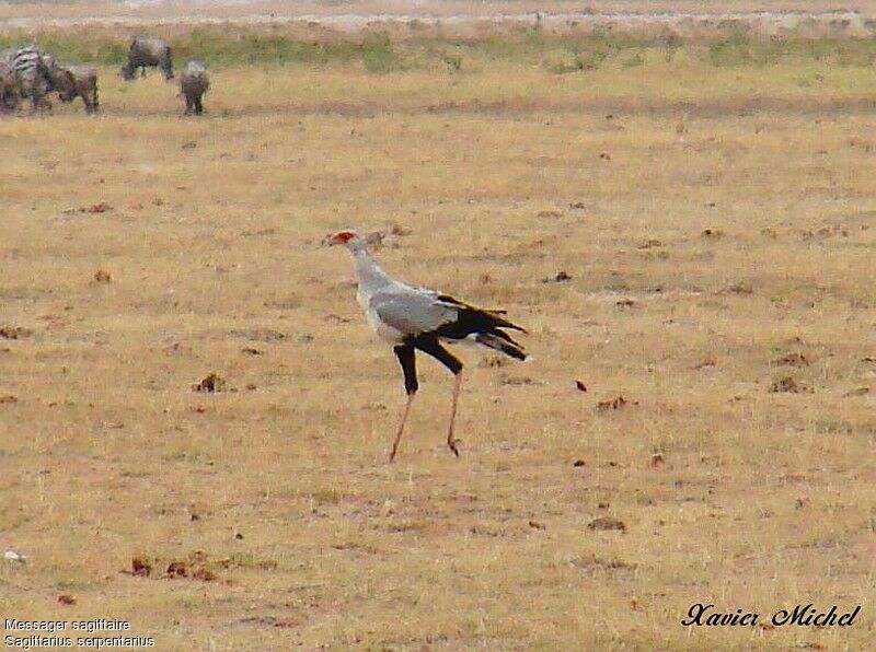 Secretarybird