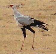 Secretarybird