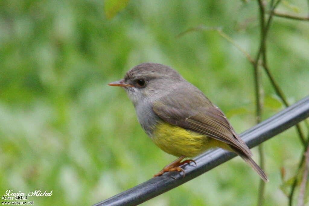 Yellow-bellied Flyrobinjuvenile, identification