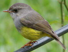 Yellow-bellied Flyrobin