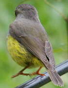 Yellow-bellied Flyrobin