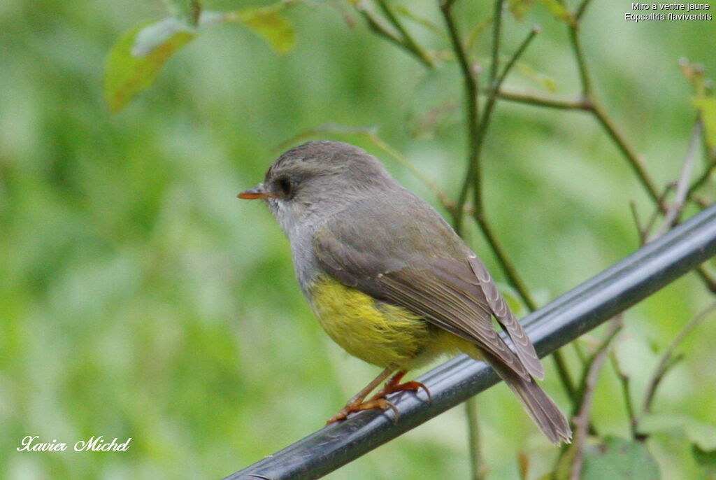 Miro à ventre jaune, identification