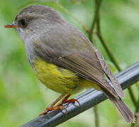 Yellow-bellied Flyrobin