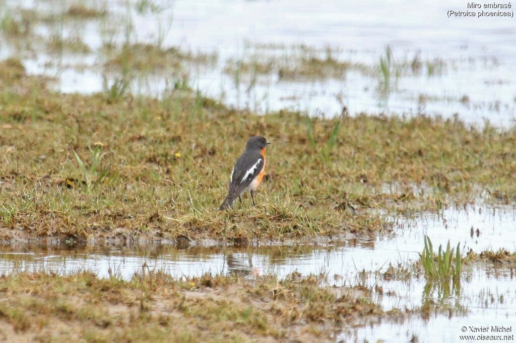 Flame Robin male adult