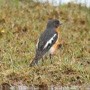 Flame Robin