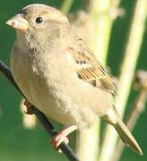 Moineau domestique