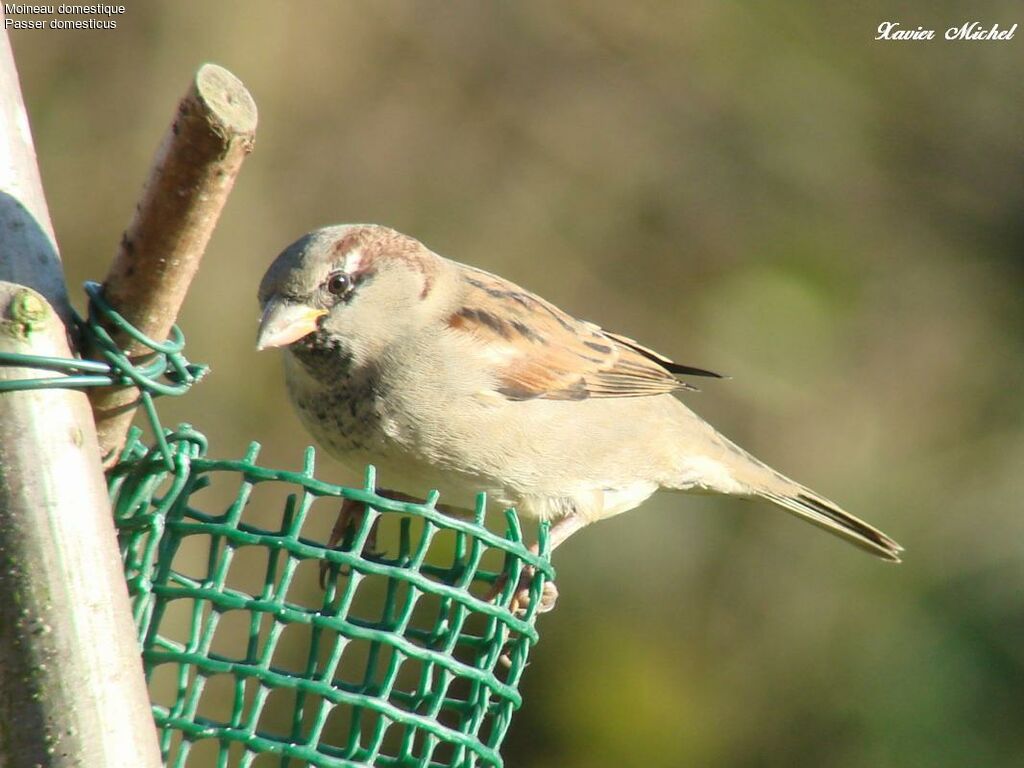 House Sparrow male adult