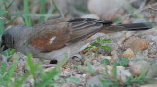 Northern Grey-headed Sparrow