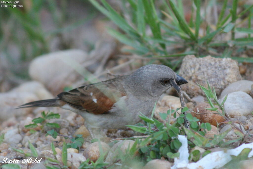 Northern Grey-headed Sparrow