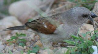 Northern Grey-headed Sparrow