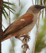 Northern Grey-headed Sparrow