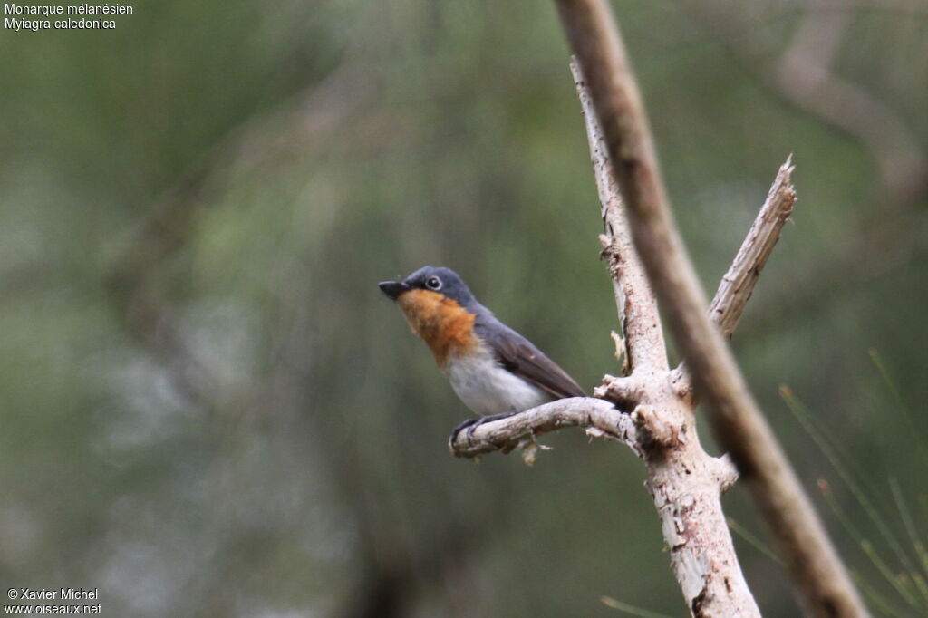 Melanesian Flycatcher female