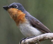 Melanesian Flycatcher