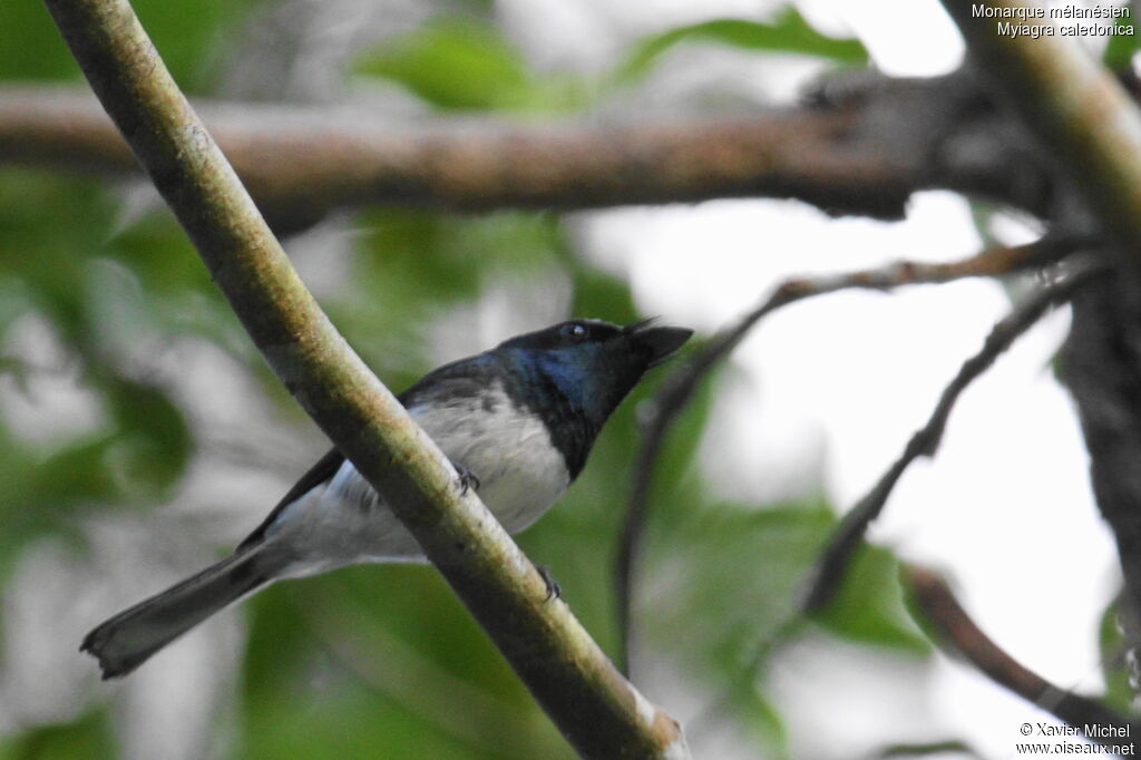 Melanesian Flycatcher male, identification