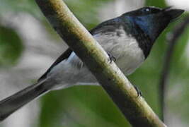 Melanesian Flycatcher