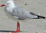 Mouette argentée