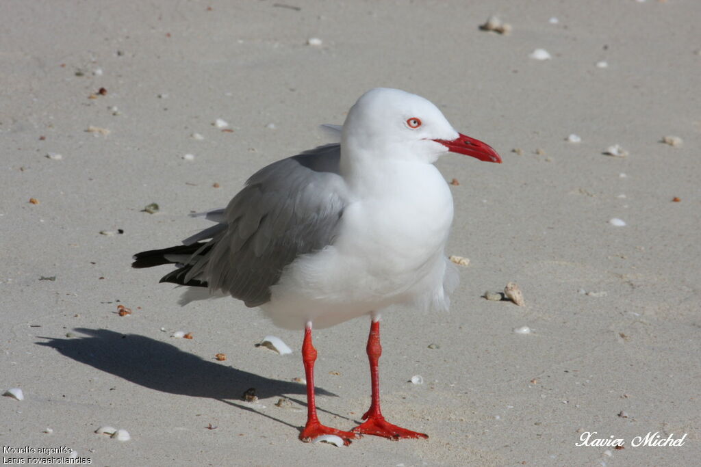 Mouette argentéeadulte, identification