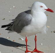 Mouette argentée