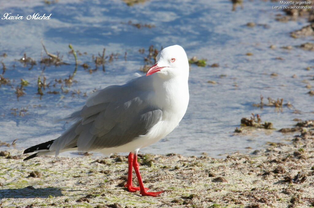 Mouette argentéeadulte