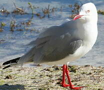 Mouette argentée