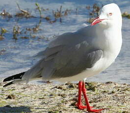 Mouette argentée