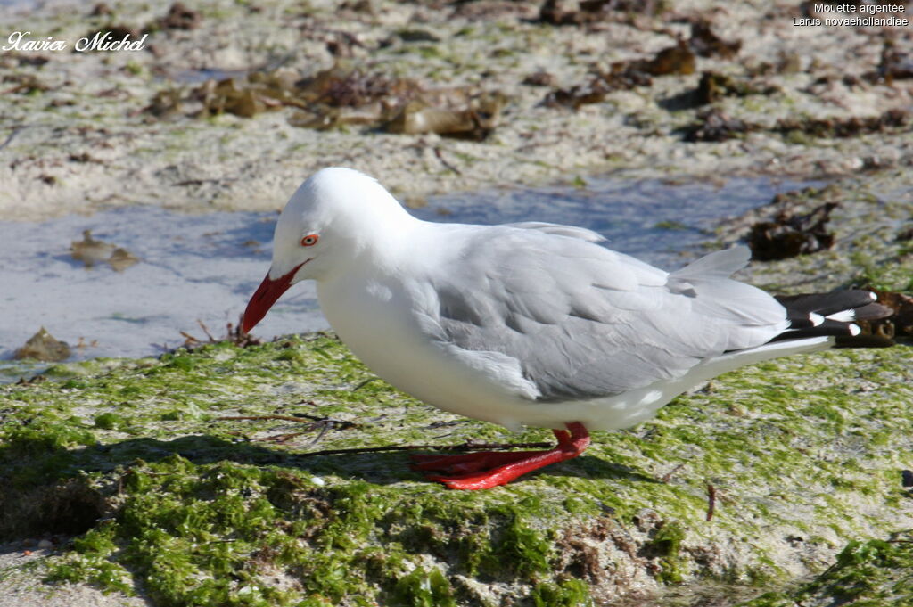 Mouette argentéeadulte, identification