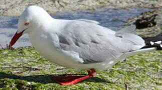 Silver Gull