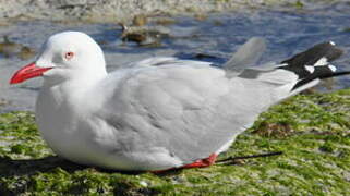 Mouette argentée